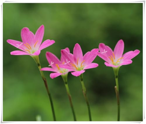 Zephyranthes Bulbos: Delgados, Compactos, Glossy, Elegantes, Duros, Natuales-10 bulbi