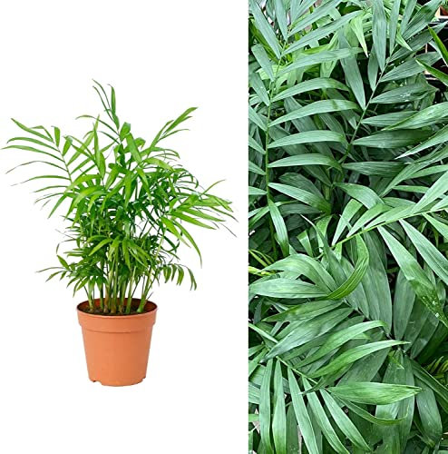 Chamaedorea Elegans - DECOALIVE - Palmera de Salón - Palmera Natural - Planta de Interior