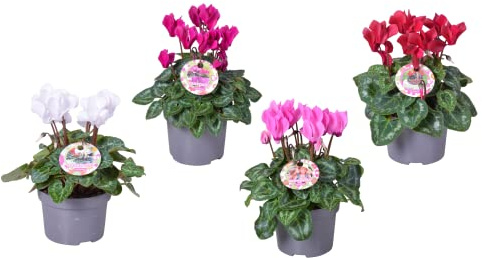 Pack de 4 Violeta de los Alpes Cyclamen Plantas con Flores de Colores