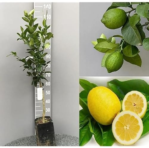 Citrus of Sicilia Zitronenpflanze für 4 Jahreszeiten, 18 cm Topf | H 140 cm
