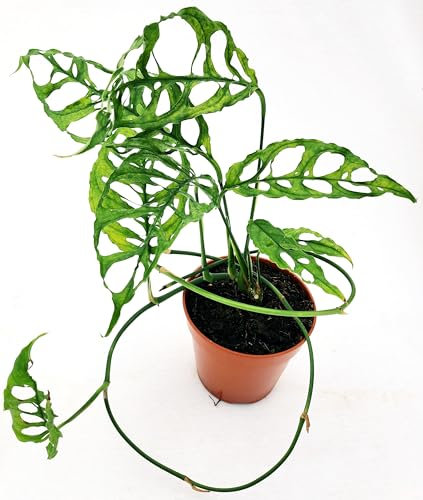 POWERS TO FLOWERS - MONSTERA OBLIQUA PERU', VASO 22 CM DIAMETRO, Pianta vera