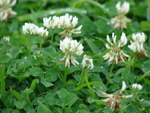 Buy4seeds 20g Green Manure White Clover Useful for Garden and Outdoor
