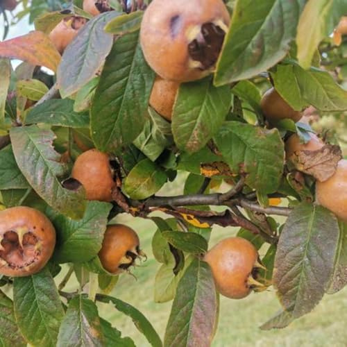 semi di nespolo - mespilus germanica - appartamento, seme di nespolo fresca, arbusti a crescita rapida, resistenti 100pcs