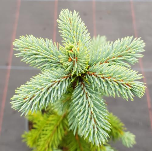 Picea pungens 'Glauca' / Epicéa bleu/Conteneur de 7 à 10 litres/Conifère