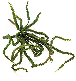 artplants.de Kunst Geldbaum Armando auf Steckstab, grün, 30cm - Kunstpflanze künstlich