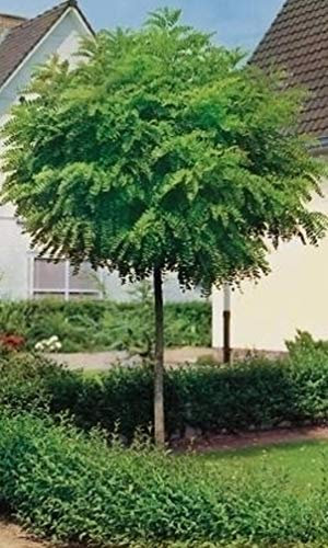 Kugel Akazie, Höhe: 180-190 cm, Kugel Robinie, Robinia Umbraculifera + Dünger