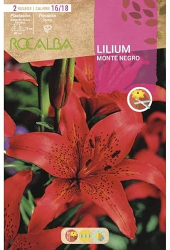 Peyca Bulbo de flor variedad Lilium monte negro 2 unidades - Rocalba