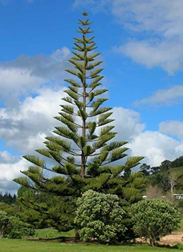 1 PIANTA DI ARAUCARIA HETEROPHYLLA EXCELSA PINO DI NORFOLK VASO 14CM CONIFERA