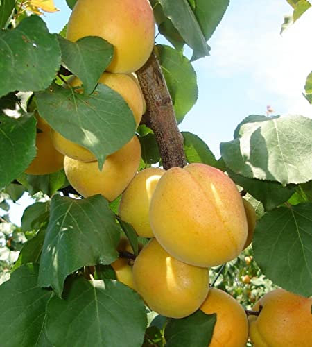 ALBERO DI ALBICOCCO ALBICOCCA ALBICOCCHE VITILLO IN VASO 17 cm