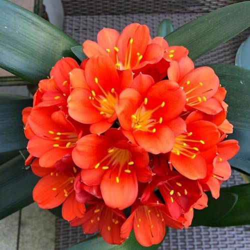 50 pcs Clivia samen nachhaltige geschenke für frauen gartensamen blumensamen balkon wiesensaatgut bienenwiese saatgut mehrjährig winterhart hochbeete für garten bienenwiese saatgut