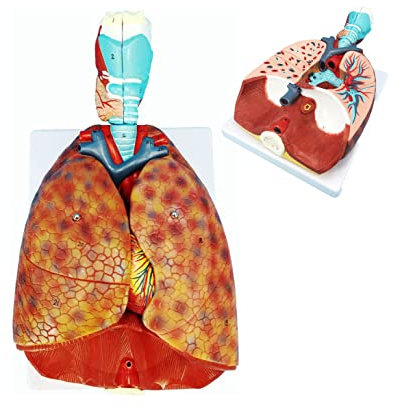 Modell der menschlichen Lunge und des Atmungssystems Modell des menschlichen Lungensystems, Modell des Atmungssystems mit 51-teiligen Schildern, 7 abnehmbaren Teilen, lebensgroßes anatomisch