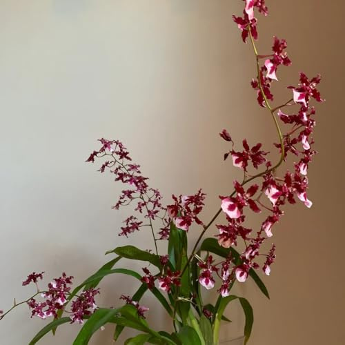 Semi di orchidea Oncidium - vecchie varietà Oncidium hybridum - da giardino semi di orchidea da ufficio d'appartamento serre da balcone autunnali resistenti 60pcs