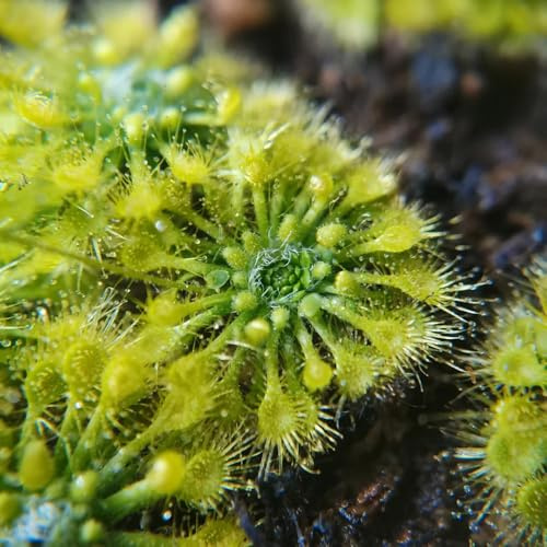 sonnentau pflanzendeko gartenkräuter dekopflanzen indoor kräutergarten heilkräuter kräuterpflanzen dachbegrünung winterharte stauden mehrjährig blumensaat winterharte kübelpflanzen 350samen