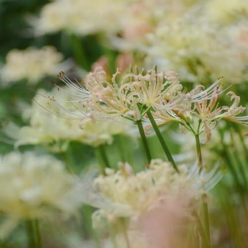 giglio ragno, giglio di sangue - Coltivare giardino su un balcone lycoris radiata rialzata giardino per interno selvatici balcone resistenti e 12bulbi