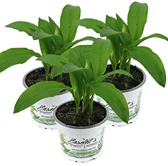 Bärlauch 3 Pflanzen (Allium ursinum) direkt aus der Gärtnerei Enseleit