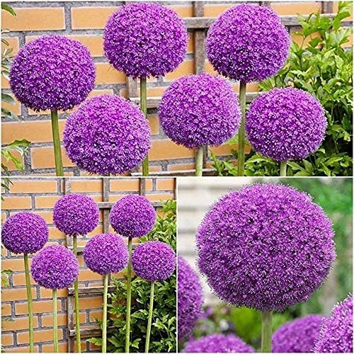 5 Stück dunkel lila Allium Zwiebeln blühende Zwiebel mehrjährige Indoor Outdoor Schöne Frühlingsblumen Zwiebeln bereit zu pflanzen