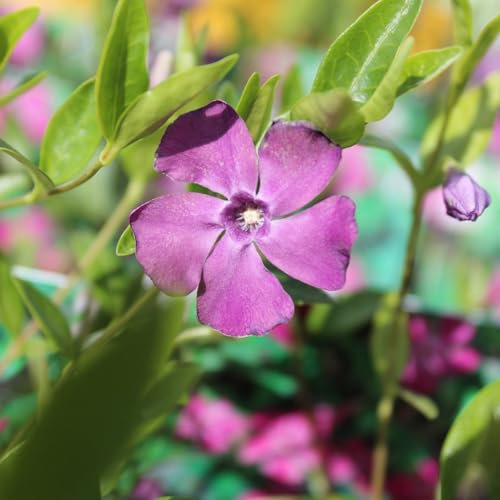 24 x Petite Pervenche 'Atropurpurea' - Vinca minor 'Atropupurea' godet 9x9cm, pour 3m² : Un couvre-sol robuste et persistant aux fleurs pourpres