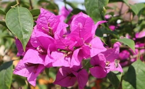 Neue 50 Stück Bougainvillea spectabilis semi di fiori viola