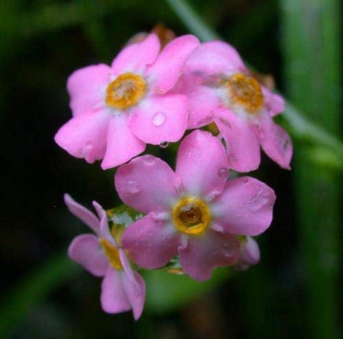 50+ seltene Rosen-Vergissmeinnicht-Myosotis/mehrjährige Blumensamen