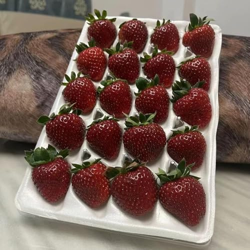 500samen erdbeeren bio - säulenobst erdbeer bonsai topf exotische pflanzensamen erdbeerpflanzen, winterharte kübelpflanzen klettererdbeeren winterhart,