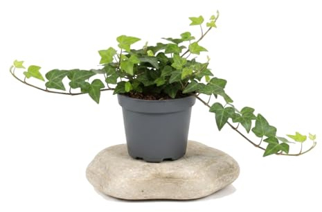 Hedera Helix Verde Hiedra verde en Maceta de 13 cm de Diámetro - DECOALIVE Planta de 25 cm de Altura