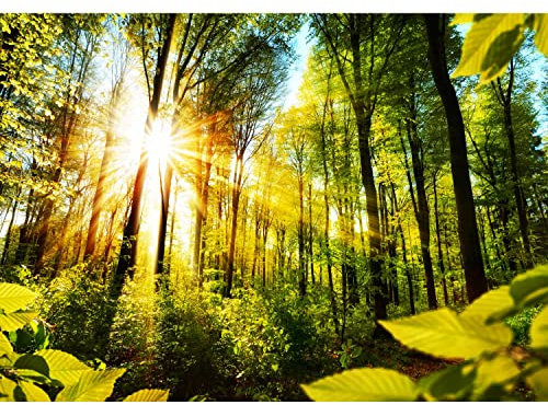 Runa Art Papel tapiz fotográfico Rayos de Sun en el bosque Moderna Lana Sala Cuarto Salón - Made in Germany - Amarillo verde 9474010a
