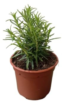 Romero en Planta Arbusto Aromático Natural con Hojas Perfumadas