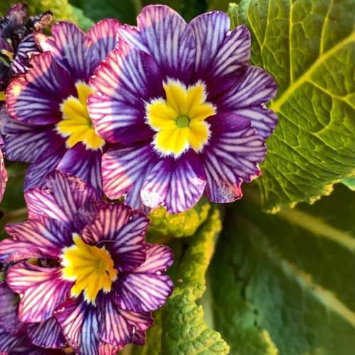 primeln balkongewächshäuser blumenbeet balkon wildblumen balkonblumen schnittblumen blumenwiesensaat bonsai topf blumengarten balkonpflanzen frühling dachbegrünung wildblumensamen 1000samen