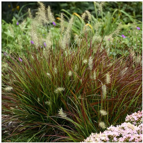 Stauden Gänge 3 x Pennisetum alopecuroides 'Burgundy Bunny' winterhart | Rotes Ziergras für Sonne, Blüte August bis Oktober, mehrjährig, 1 L Topf (11x11 cm)