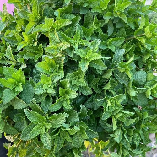 semillas de menta verde - menta comprar silvestres jardín para raras variedades antiguas para camas elevadas 1600pcs