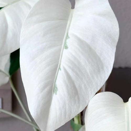 semillas de monstera - del jardín silvestres balcón resistentes sombra al aire libre Cubresuelos 30pcs
