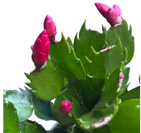 Flor de Navidad Cactus Resistente Flor de Pascua Schlumbergera
