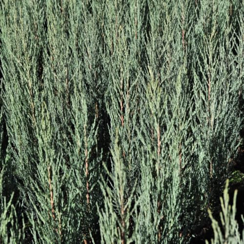 Juniperus Scopulorum 'Blue Arrow' Upright Narrow Evergreen Conifer Blue-Green Foliage Architectural Tree 1X or 3X 1 Litre Pots by Thompson and Morgan