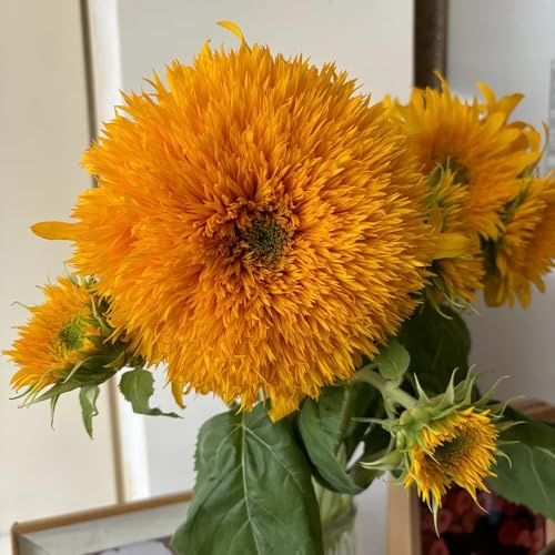 semillas de girasol, Helianthus annuus, invernadero balcón decoración 60pcs