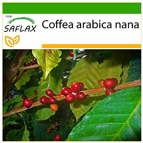 SAFLAX - Zwergkaffee-Strauch - 8 Samen - Mit keimfreiem Anzuchtsubstrat - Coffea arabica nana