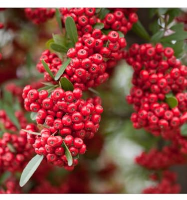 Piracanta Rossa Pyracantha coccinea Agazzino pianta da siepe sempreverde in vaso 2 litri h. 100/150 cm Vivaio di Castelletto