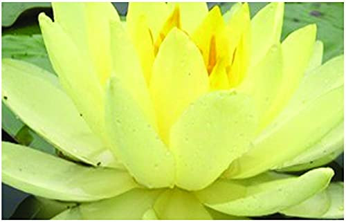 Lincolnshire Pond Plants Ltd - Yellow Sensation Water Lily - Pond Plants - MW30-Loose Root