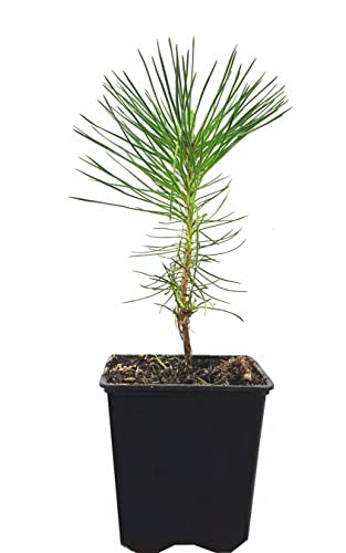 Seedeo® Japanische Schwarzkiefer (Pinus thunbergii) Pflanze ca 20 cm - 30 cm hoch