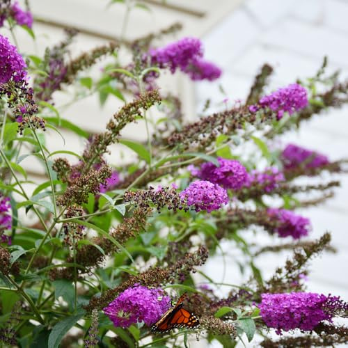 Schmetterlingsflieder, blühende sträucher winterhart balkonpflanzen schnell wachsende sträucher gartendeko für draußen geschenke für gartenliebhaber 85Samen