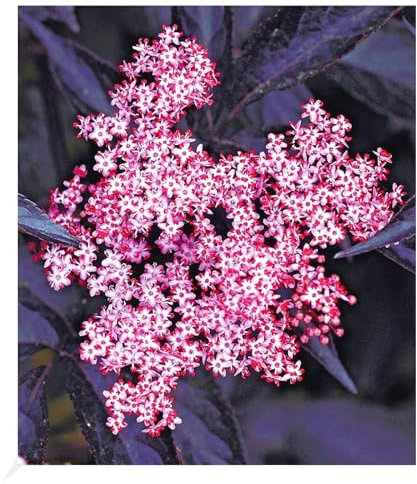BALDUR Garten Holunder Sambucus nigra 'Thundercloud'winterhart, 1 Pflanze, schmetterlingsfreundlich, Holunderbeere, Fliederbeere, trockenresistent, mehrjährig, blühend