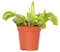 Dionaea 'Muscipula' - Venus Atrapamoscas – Planta carnívora - Plantas Naturales Interior - Fácil de Mantener - ⌀6 cm - 05-10 cm