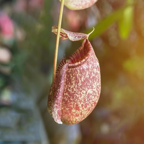 carnivora - semi nepenthes semi di carnivori interni nepenthes per gli amanti del giardino resistenti 200pcs