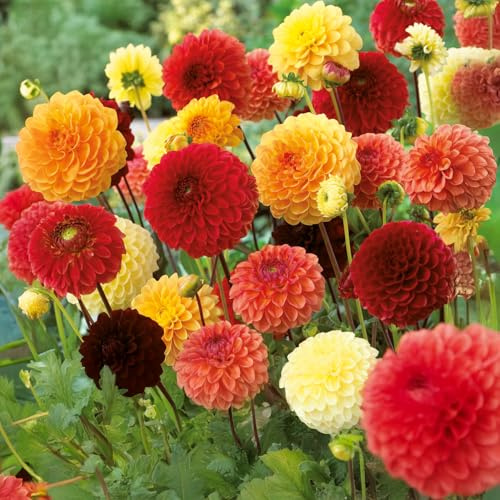 Bulbes (racines tubéreuses) de DAHLIA | Bulbes provenant des meilleurs producteurs néerlandais | Sélection et contrôle | Floraison garantie. (3 Dahlia Red, Orange & Yellow)