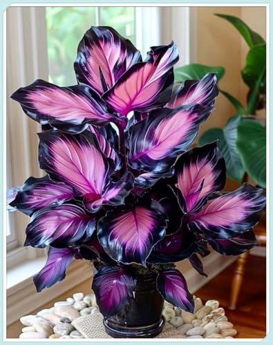 Perenne,resistente,Colocasia,Excelente ornamento,oreja de elefante,Rara.-8rhizome-G