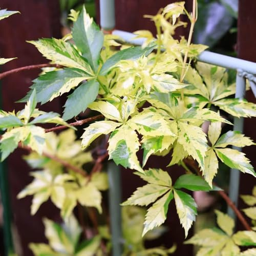 Semi di vite selvatica, rampicanti resistenti all'inverno Parthenocissus tricuspidata, vite selvatica resistente a crescita rapida vecchie varietà biologici 150pcs