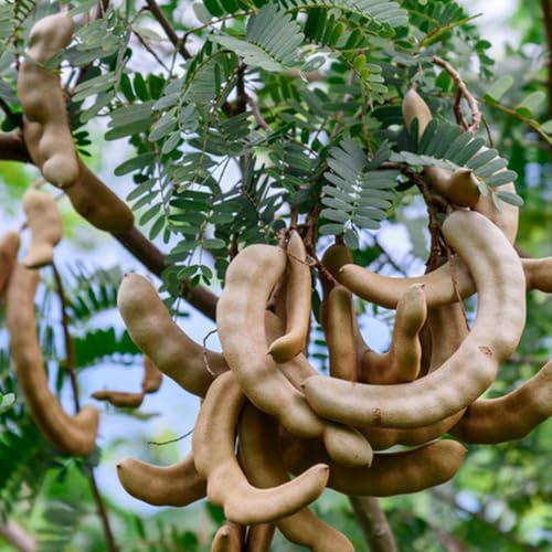 semi di tamarindo - tamarindo - Tamarindo indica, vecchie varietà di fresca, decorazione da giardino per esterni 35pcs