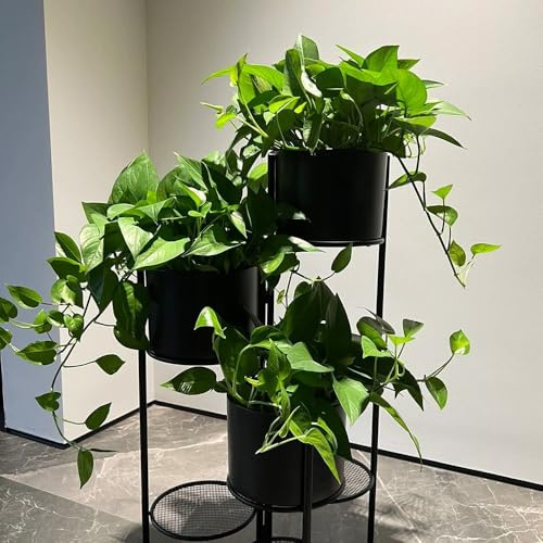 semi di pothos - giardino balcone resistenti in vaso raro giardino roccioso decorazioni per esterni d'appartamento rialzata d'appartamento 150pcs