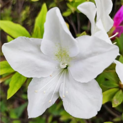azalea - de jardín de rocas ornamentales rododendro semillas como recuerdo fiesta en sostenibles trepadoras en jardín resistentes 250semillas
