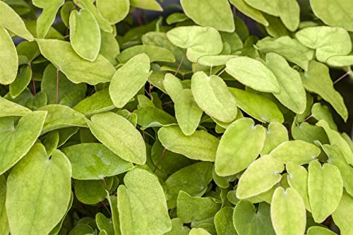 Epimedium x rubrum 9x9 cm Topf – Winterhart Mehrjährig Pflegeleicht – Elfenblume – Bodendecker für Schatten & Beet