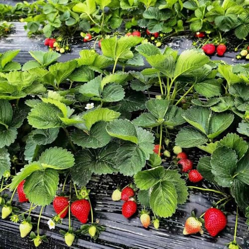 semillas de fresa perenne, semillas interior de fresa, resistentes jardin fresas trepadoras 70pcs